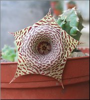 Huernia zebrina hybride